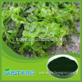 Manufacturer Supply high quality natural extract organic chlorella powder in bottom price